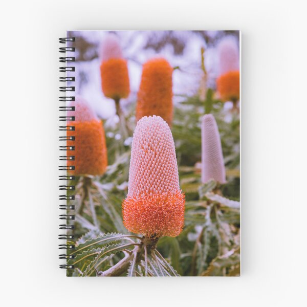 Item preview, Vibrant Orange Acorn Banksia prionotes - Vibrant Orange Botanical Art  designed and sold by MinzMarchStudio.
