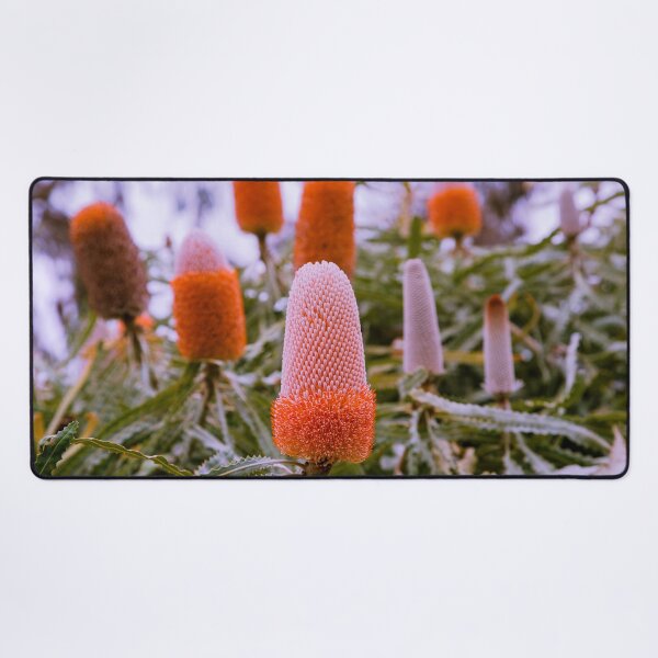 Item preview, Vibrant Orange Acorn Banksia prionotes - Vibrant Orange Botanical Art  designed and sold by MinzMarchStudio.