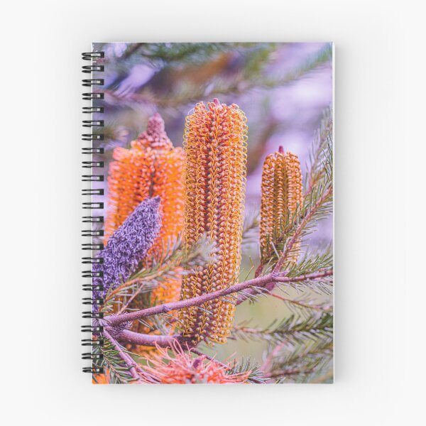 Item preview, Candle Lantern Heath-Leaved Orange Banksia ericifolia – Fine Art Print designed and sold by MinzMarchStudio.