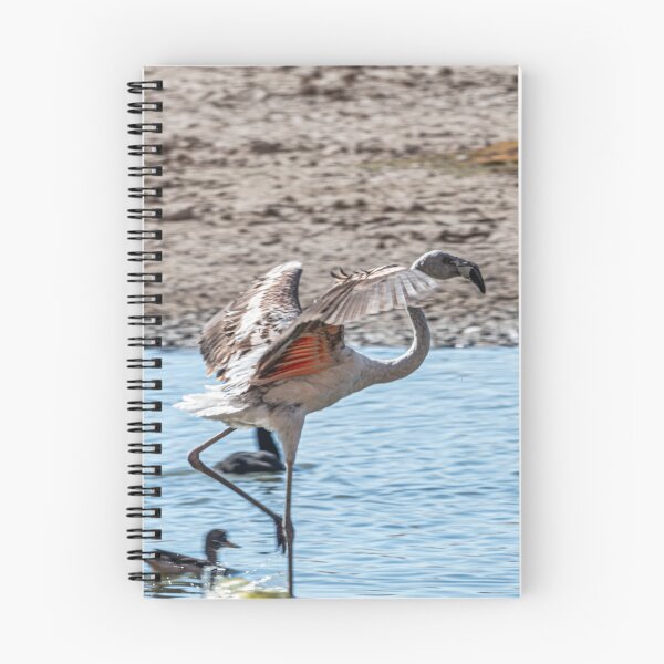 Item preview, Young pink flamingo taking flight in the Andean lagoon of Salta designed and sold by Keltoi-art.