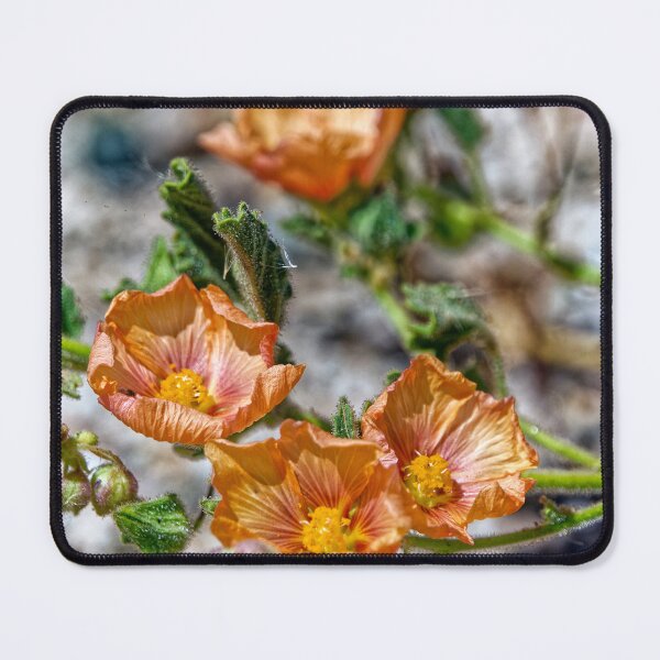 Item preview, Orange desert flowers Puna Argentina macro close-up designed and sold by Keltoi-art.