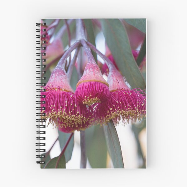 Item preview, Silver Princess Mallee Blossom Macro 2 – Fine Art Photography Print designed and sold by MinzMarchStudio.