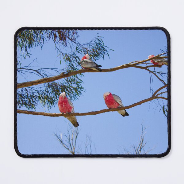Item preview, Galah Cockatoos on Eucalyptus Branch - Rose and Azure - Fine Art Print designed and sold by MinzMarchStudio.