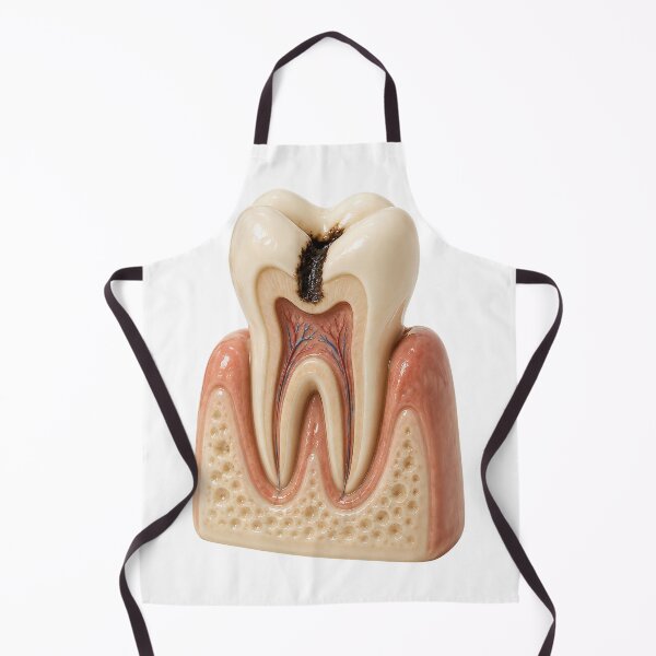 Item preview, 3d Human Tooth Anatomy with Dental Cavity, Pulp, Nerves and Root Canal Cross Section designed and sold by RokaCircles.