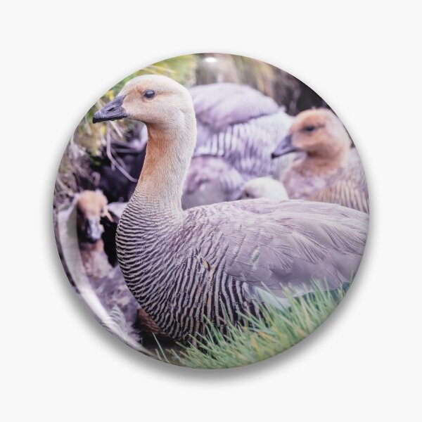 Item preview, Family of Upland Geese in the Falkland Islands designed and sold by PhotoArt by Joan Carroll.