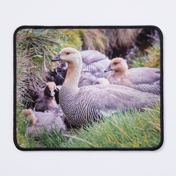 Item preview, Family of Upland Geese in the Falkland Islands designed and sold by PhotoArt by Joan Carroll.