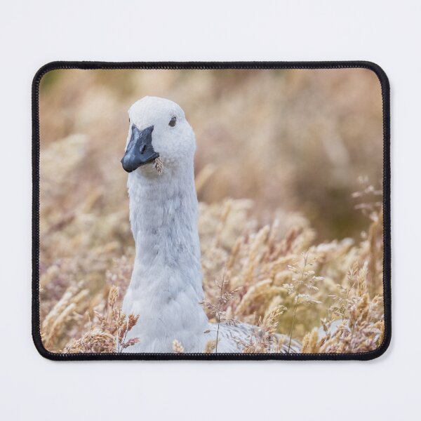 Item preview, Male Upland Goose in Tall Grasses Falkland Islands designed and sold by PhotoArt by Joan Carroll.