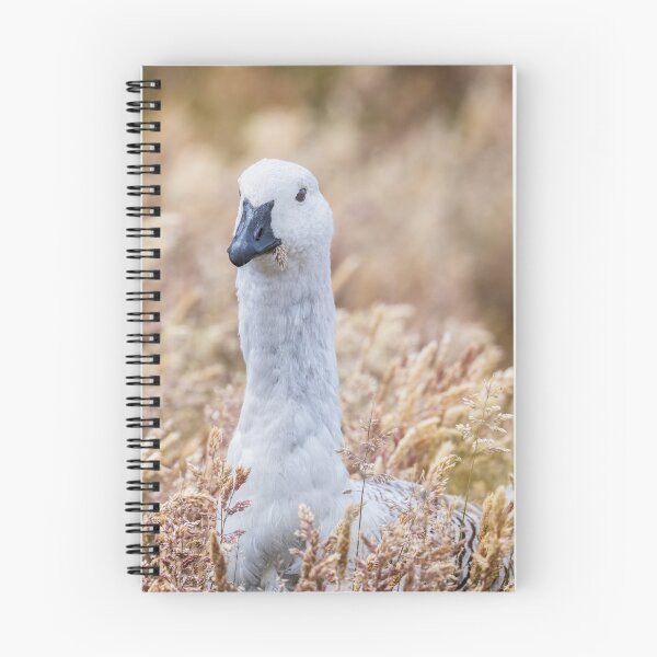 Item preview, Male Upland Goose in Tall Grasses Falkland Islands designed and sold by PhotoArt by Joan Carroll.