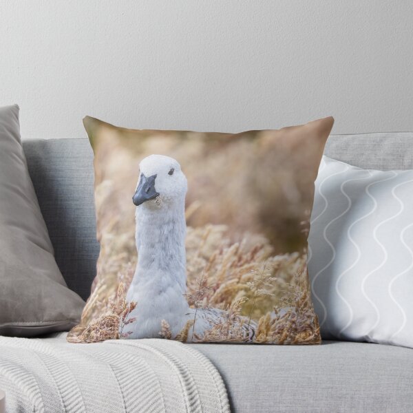 Item preview, Male Upland Goose in Tall Grasses Falkland Islands designed and sold by PhotoArt by Joan Carroll.