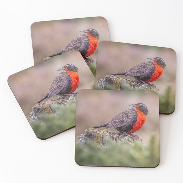 Item preview, Long Tailed Meadowlark Falkland Islands designed and sold by PhotoArt by Joan Carroll.
