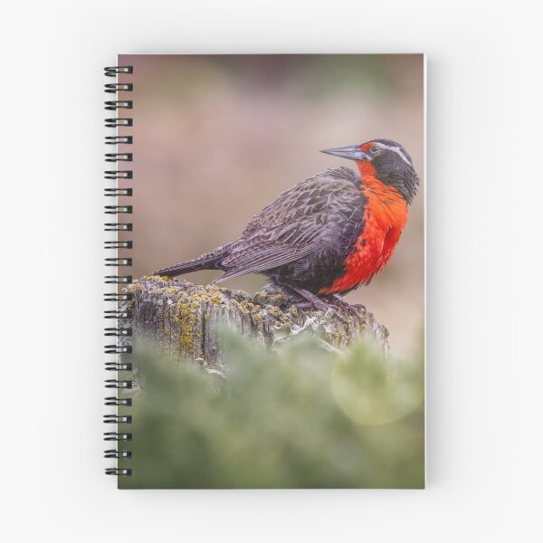 Item preview, Long Tailed Meadowlark Falkland Islands designed and sold by PhotoArt by Joan Carroll.