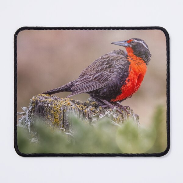 Item preview, Long Tailed Meadowlark Falkland Islands designed and sold by PhotoArt by Joan Carroll.