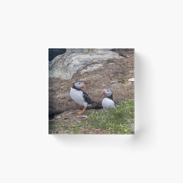 Item preview, Puffin Love designed and sold by Eunice Gibb.