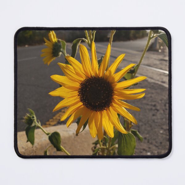 Item preview, Goldenhour Sunflower in the Middle of a Highway designed and sold by concretebotany.