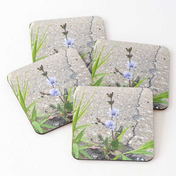 Item preview, Sidewalk Chicory  designed and sold by concretebotany.