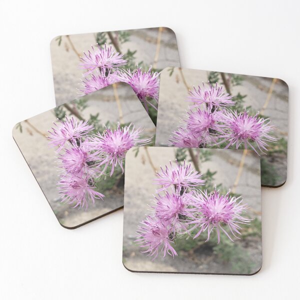 Item preview, Sidewalk Spotted Knapweed designed and sold by concretebotany.