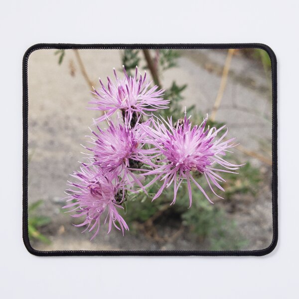 Item preview, Sidewalk Spotted Knapweed designed and sold by concretebotany.