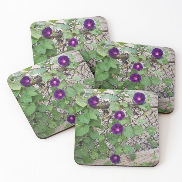 Item preview, Back-Alley "Grandpa Ott" Morning Glories designed and sold by concretebotany.