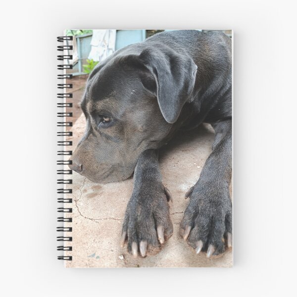 Item preview, Cute Cane Corso - Sand on Face Dog Portrait designed and sold by PicturePic.