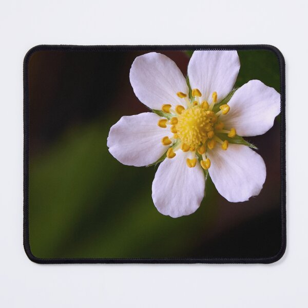 Item preview, Strawberry flowers on the background of green leaves close-up designed and sold by IgorKovalenko.