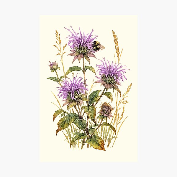 Item preview, Wild Bergamot & Bumblebee | Native Pollinator Wildflower Art designed and sold by SusanSweetArt.