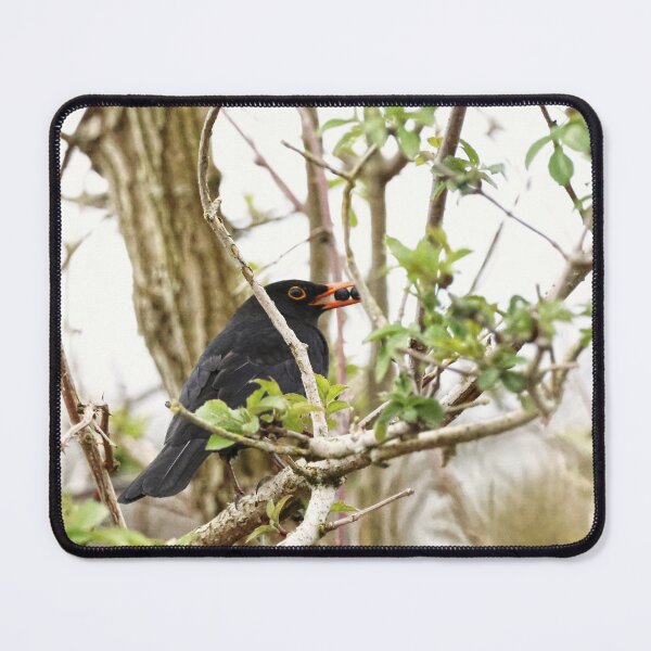 Item preview, Blackbird blueberry hunting designed and sold by Marju Rose.