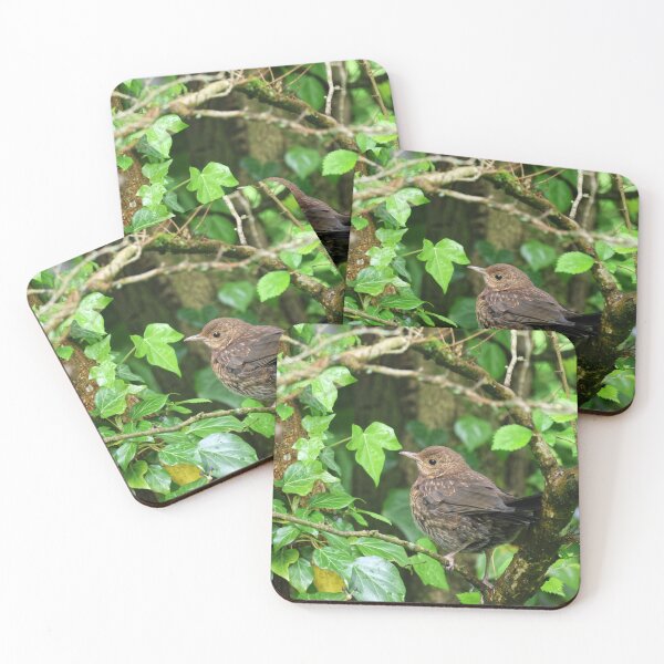 Item preview, Young blackbird designed and sold by Marju Rose.