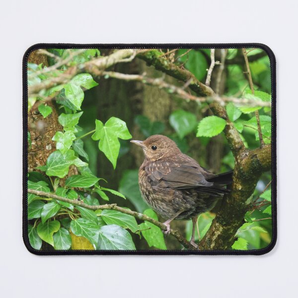 Item preview, Young blackbird designed and sold by Marju Rose.