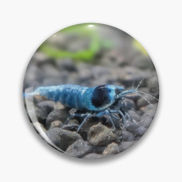 Artikelvorschau, Blue Bolt Garnelen beim Spaziergang entworfen und verkauft von ShrimplyNatural.