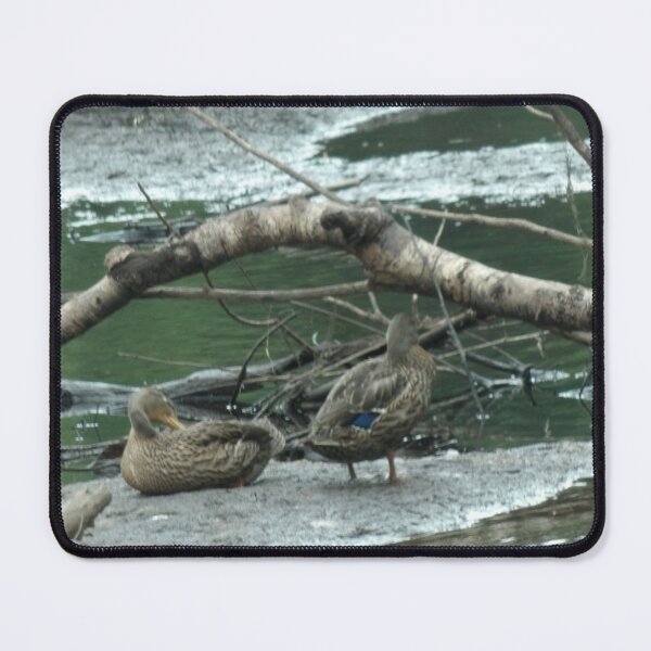 Item preview, FRESH BABY MALLARD DUCKS designed and sold by Digital2dreams.