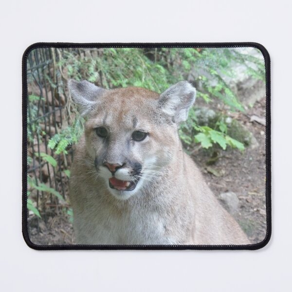 Item preview, cougar designed and sold by Digital2dreams.