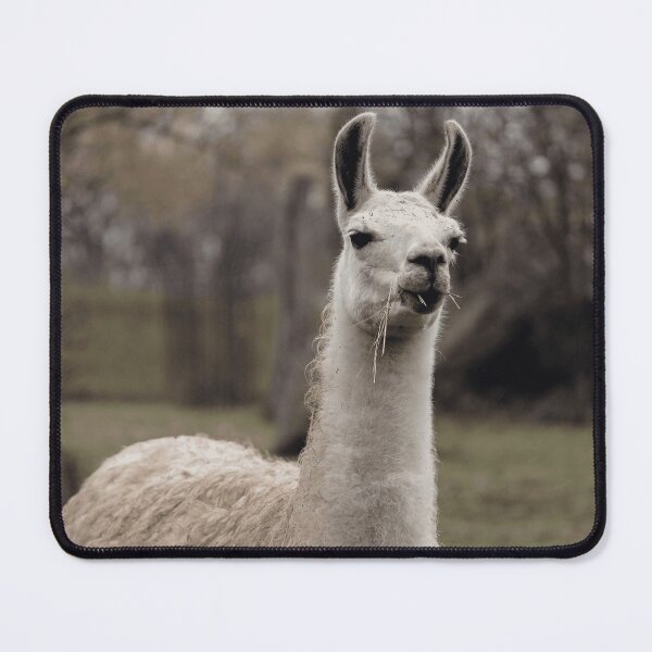 Item preview, Llama Animal Lover designed and sold by MeoBan87Photo.