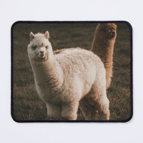 Item preview, Cute Fluffy Alpaca Farm Animal Lover designed and sold by MeoBan87Photo.