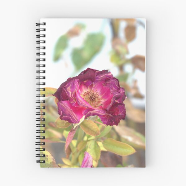 Item preview, Plum Rose at Jerry's Nugget designed and sold by MangoSeeds2.