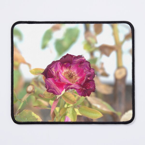 Item preview, Plum Rose at Jerry's Nugget designed and sold by MangoSeeds2.