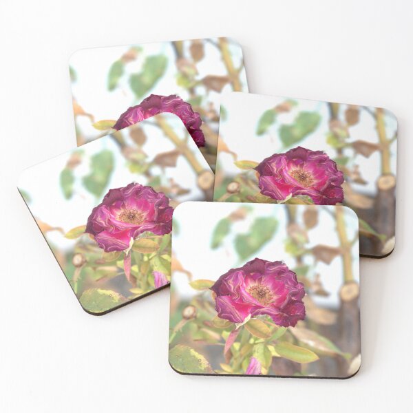 Item preview, Plum Rose at Jerry's Nugget designed and sold by MangoSeeds2.