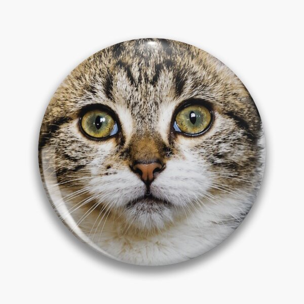 Item preview, Apollo the Cat | Pretending to Understand | Funny Work & Office Cat Meme designed and sold by Michael Cherne.