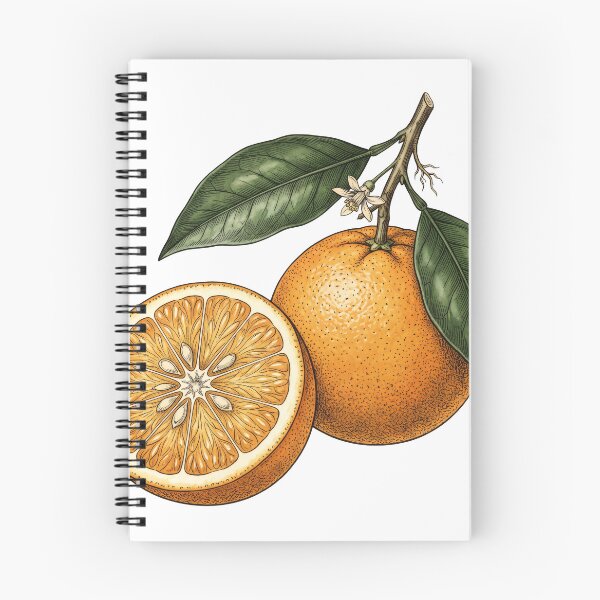 Item preview, Vintage Orange Slice Botanical Illustration designed and sold by seven things shop.