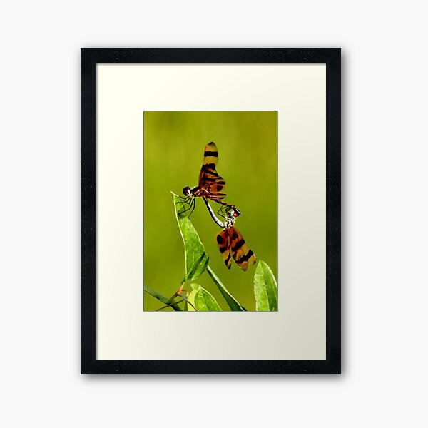 DRAGONFLIES Framed Art Print
