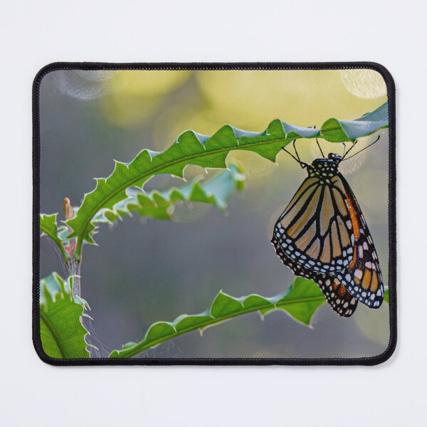 Item preview, Butterfly Suspended in Light designed and sold by Twisted Light Images.