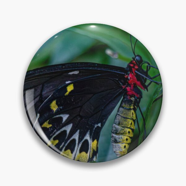 Item preview, Butterfly with Velvet Wings designed and sold by Twisted Light Images.