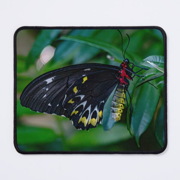 Item preview, Butterfly with Velvet Wings designed and sold by Twisted Light Images.
