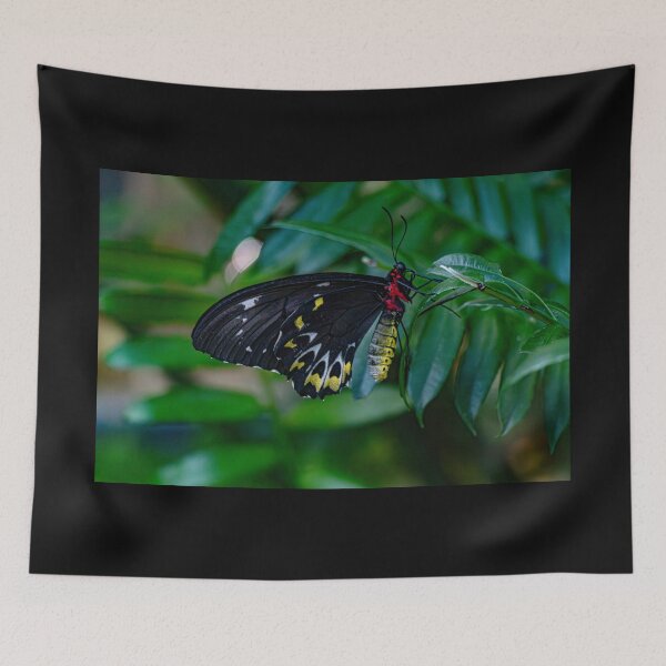 Artikelvorschau, Schmetterling mit Samtflügeln entworfen und verkauft von Twisted Light Images.