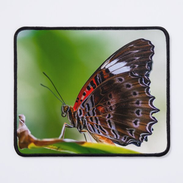 Item preview, Butterfly Wings with an Intricate Edge designed and sold by Twisted Light Images.
