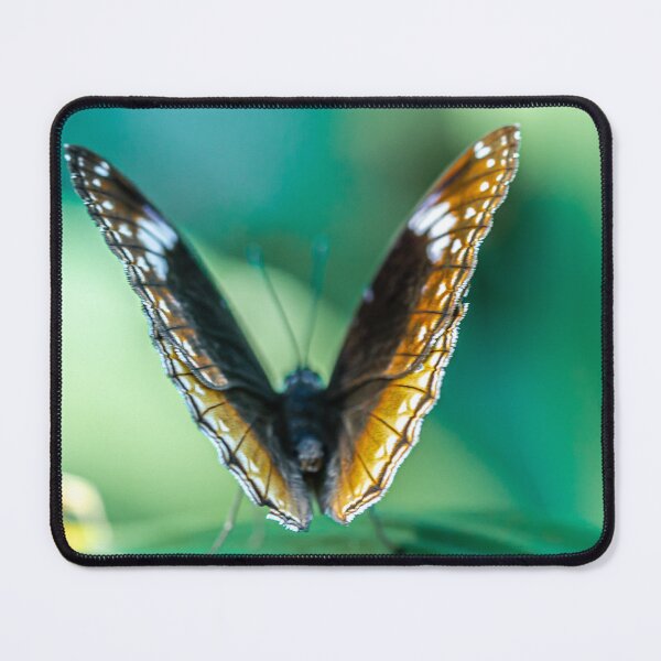 Item preview, Butterfly with Sunlit Wings designed and sold by Twisted Light Images.