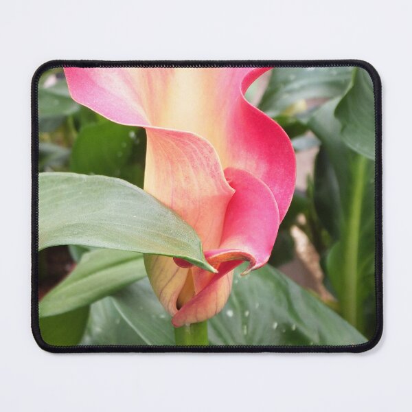 Item preview, Vibrant Pink Calla Lily Flower designed and sold by pinkal.