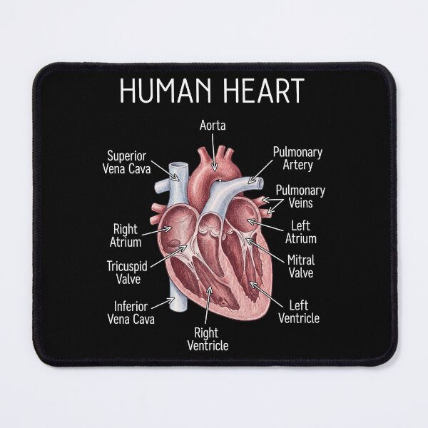 Item preview, Human Heart Anatomy designed and sold by Art-Max.