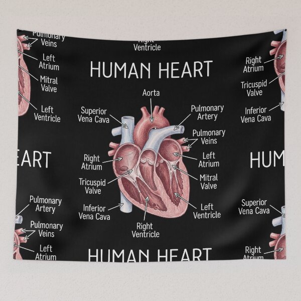 Item preview, Human Heart Anatomy designed and sold by Art-Max.