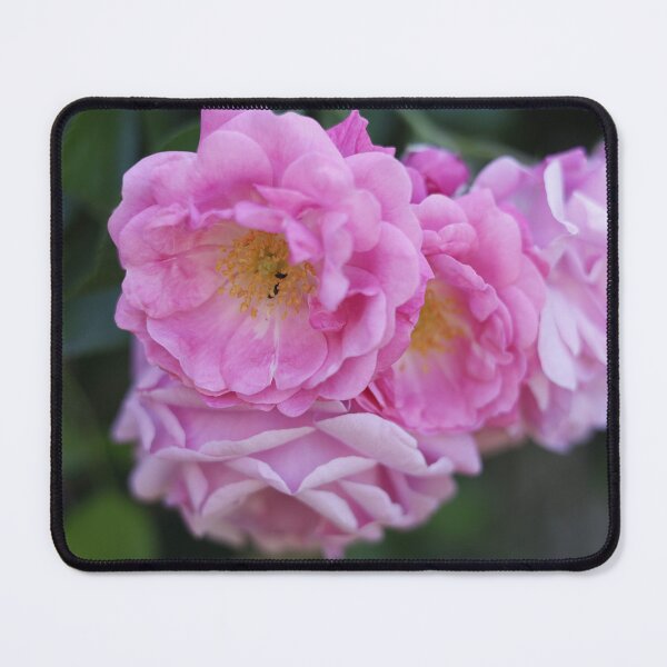 Item preview, Soft Pink Roses Cluster Macro designed and sold by Pajacoom.