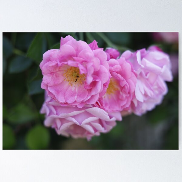 Item preview, Soft Pink Roses Cluster Macro designed and sold by Pajacoom.